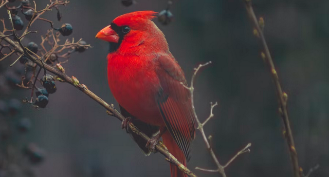 The Northern Cardinal Is The State Bird Of West Virginia
