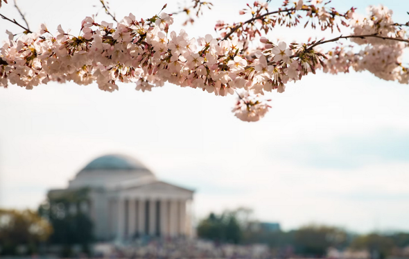 Discover The Best Time to Visit Washington, DC
