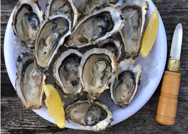 Where are The Best Oyster Bars in Florida
