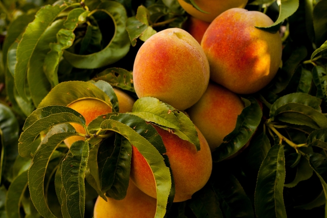 Why is Georgia Called the Peach State?
