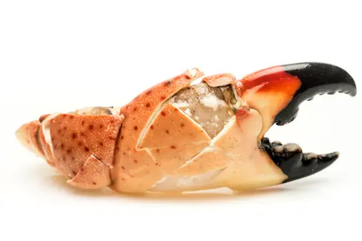Where to Get Stone Crabs in Key West