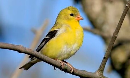 What is the State Bird of Iowa?