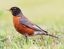 What is the State Bird of Connecticut?