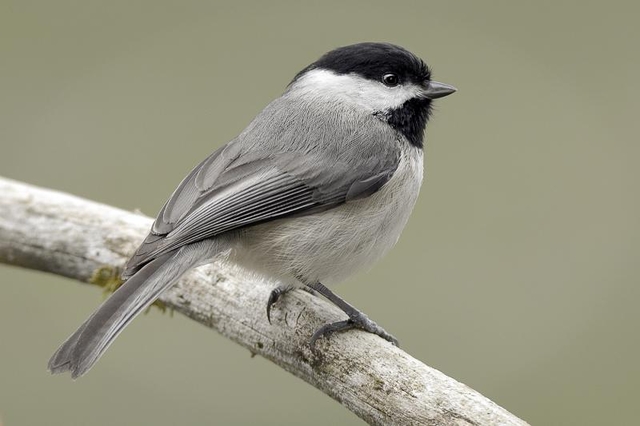 What is the State Bird of Massachusetts?