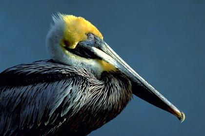 What is the State Bird of Louisiana?