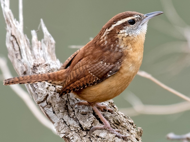 What is the State Bird of South Carolina?