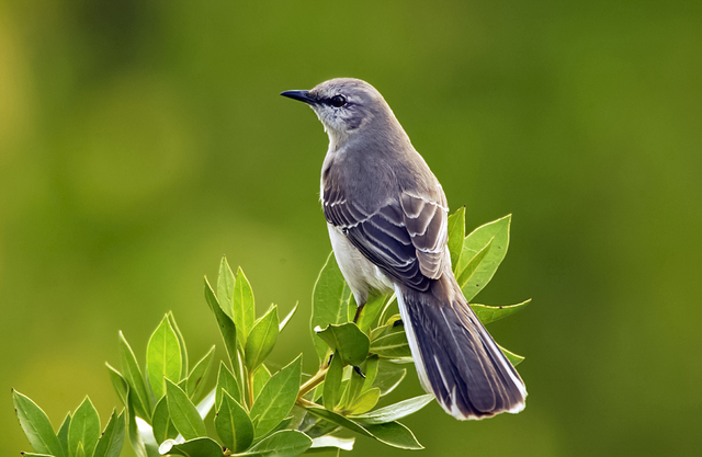 What is the State Bird of Florida?