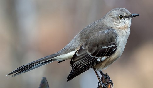 What is the State Bird of Mississippi?