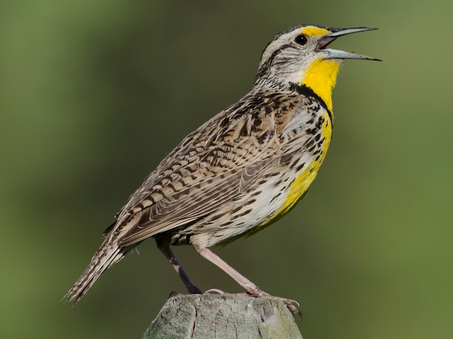 What is the State Bird of Kansas?