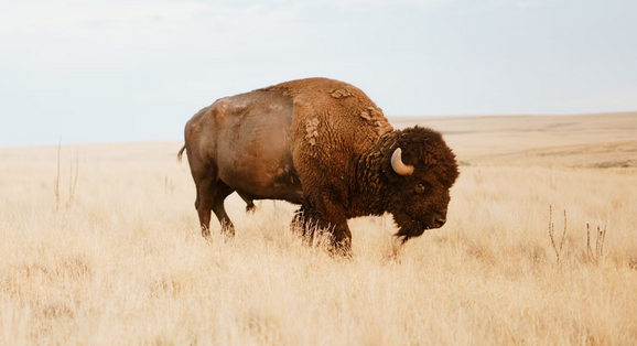 How Many Buffalo Roam in North Dakota?