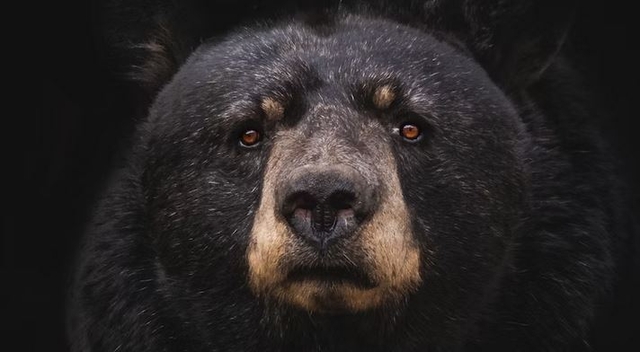 How Many Black Bears Live In Massachusetts 