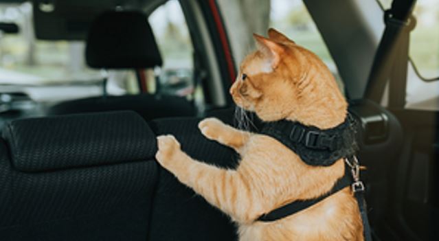 Tips and Trips for Traveling With Cats