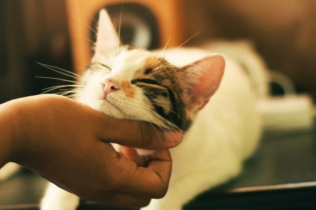 Best Cat Cafes in New Jersey