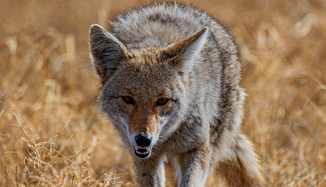 How Many Coyotes Live in Idaho?