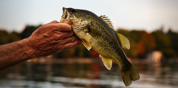 10 Best Fishing Spots in South Carolina