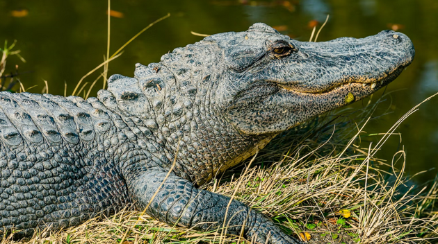 How Many Alligators Are in South Carolina?
