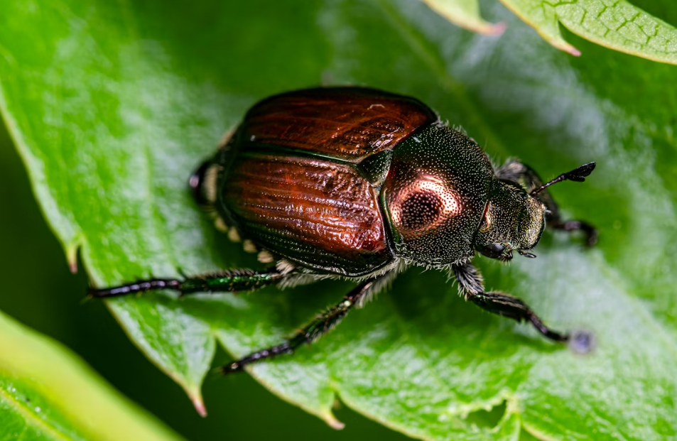 Oregon Wildlife Alert: The Dangerous Pests You Need to Watch Out For Right Now