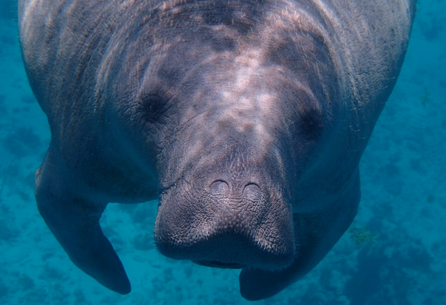 Where to Experience Manatees in Florida