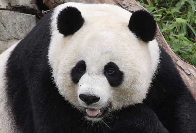 Two Zoos to See Pandas in the United States