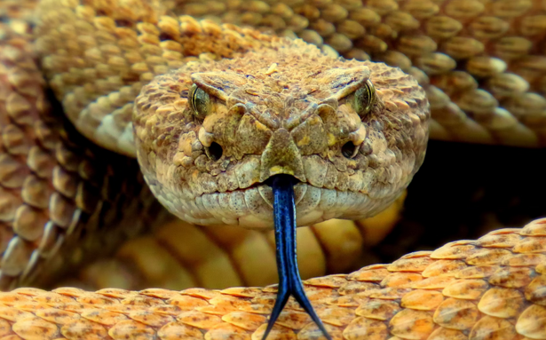 How Many Rattlesnakes Live in Georgia?
