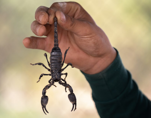 How Many Types of Scorpions Live In Texas