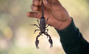 Scorpion Stings in Arizona: A Common Encounter in the Desert