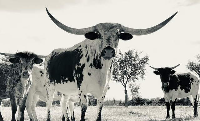 How Many Cattle Are in Texas?