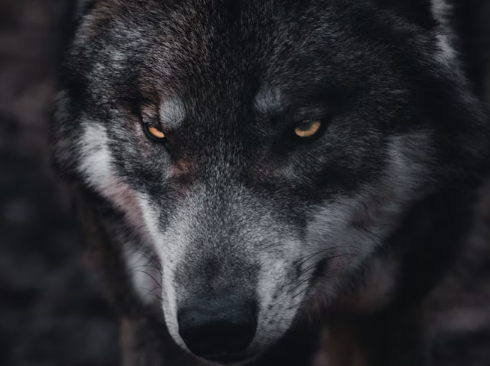 Washington State Wildlife Alert