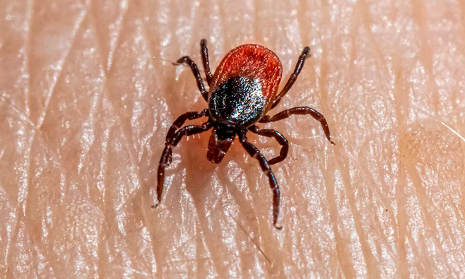 The Dangerous Pests You Need to Watch Out For Right Now