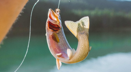 Trout Hotspots: Kentucky's Best Trout Streams for 2024