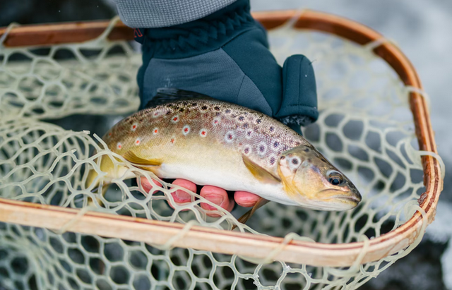Trout Hotspots: New Mexico's Best Trout Streams for 2024