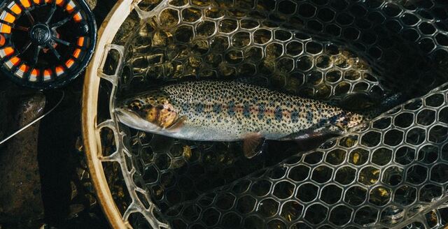 Experience Montana's Wild Trout: Where Legends Are Made on the River