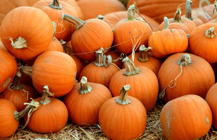 Where to Pick Your Own Pumpkins in New Jersey for 2026