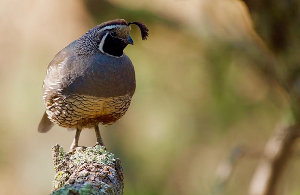 What Is the State Bird of California?