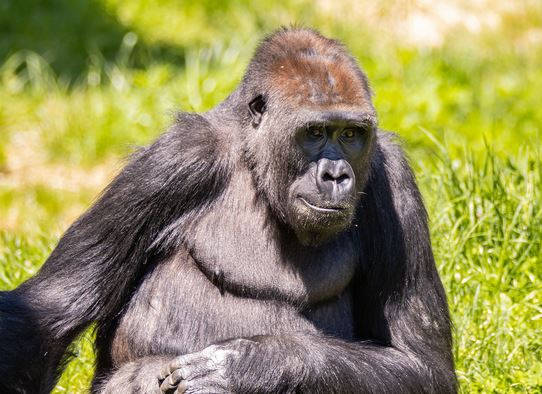Discovering Patty the Gorilla and More at Philadelphia Zoo